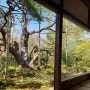 [호센인] 일본 교토 여행 교토 근교 오하라 정원이 아름다운 사찰 호센인