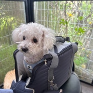 강아지 이동가방 추천(초코펫하우스 밀키백 일반형), 대중교통 이용가능한 튼튼한 가방