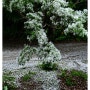 5월 신록의 계절 이팝나무 하얀 꽃비가 내리는 날