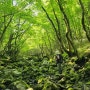 온통 초록 풍광 제주 노꼬메숲길 트레킹