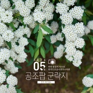 [전북 전주] 하얀 꽃송이 속으로, 한국도로공사전주수목원 공조팝나무 군락지
