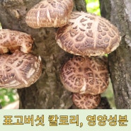 자연의 선물 무공해 표고버섯 칼로리 영양성분