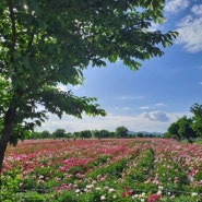함안 칠서 | 강나루 생태공원 청보리 작약 축제 | 5월8일 방문 개화상황