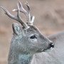 [한국 동물] 제주도에서 만난 노루 / The roe deer I met in Jeju Island