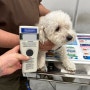 일본 도쿄 나리타 공항으로 가는 푸들 모카 : 강아지 고양이 일본 광견병 항체가 검사 연구소 수입허가서 절차 비용