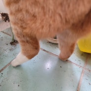 고양이일상 :: 이것은 누구의 뒷다리 일까요??^^