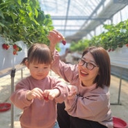 #240508 : 어린이집 딸기농장체험/ 27개월아기, 다온이와 함께 딸기따러
