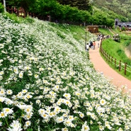 대구 진밭골 산림공원 샤스타데이지꽃 만개 2024년 5월 6일 방문기, 대구 5월 꽃구경 가볼만한곳...