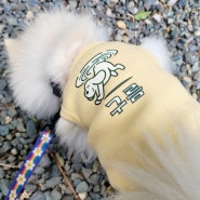 강아지옷 :: 이름 각인된 강아지민소매 커스텀