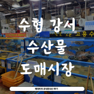(내돈내산) 서울시 강서구 수산시장 수협강서수산물도매시장 방문후기 / 강서 회 맛집