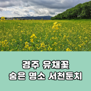 경주 유채꽃 숨은 명소 서천둔치