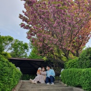 [부산 중구 영주동 볼거리]핑크색 겹벚꽃이 예쁜 부산 민주공원