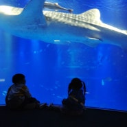 일본 오사카 고래상어가 있는 수족관 가이유칸 아이랑 갈만한 곳