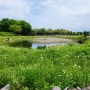 제주가볼만한곳 사진명소 제주돌문화공원 5월 샤스타데이지 꽃밭 풍경