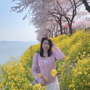 남해 벚꽃 명소 왕지마을, 벚꽃과 유채꽃 그리고 바다의 완벽한 삼합♥