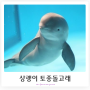 상괭이 finless porpoise 멸종위기동물 토종 돌고래 특징