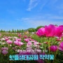 5월 여행지 합천여행 핫들생태공원 작약꽃밭 개화현황