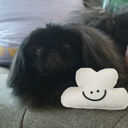 강아지산책 필수품 똥츄 귀여운 무이포펫 구름 풉백