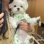 다이소 강아지 옷 우비 추천 2024 신상 방수력 테스트