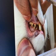 원주 동물병원 더봄동물의료센터 고양이친화병원 건강검진 후기