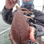 군산낚시 어비스호 대왕봄갑오징어 선상낚시 출조 후기