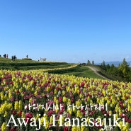 효고여행 : 아와지시마 하나사지키, 사계절 꽃구경 명소(feat.무료)
