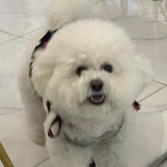 귀여운 강아지가 있는 대전 도안동 이니셜카페