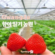 경기도 광주 아이와 가볼만한곳 무농약 딸기체험농장 향아딸기농원