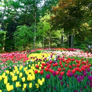(5월 1일) 아침고요수목원의 봄 풍경, 튤립 외 12종(2/4편)