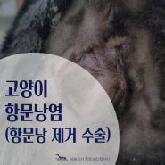 강서구24시동물병원 : 고양이 항문낭염 치료 후기 고양이 항문낭 제거 수술