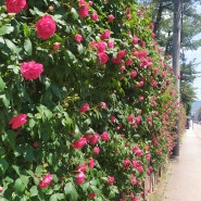 5월의 천안 핫플레이스 - Rose Wall