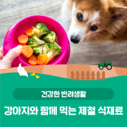 「건강한 반려생활」 강아지와 함께 즐기는 봄 제철 식재료!