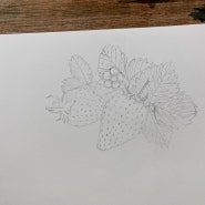 [1일1드로잉] 딸기 스케치