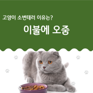 고양이 이불에 오줌 테러 원인부터 알고 계시는 게 좋아요