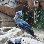 사천 아쿠아리움 아라마루에 있는 하마와 넓적부리황새, 공룡의 후예 슈빌!!