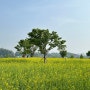 [강아지동반] 구리한강시민공원 | 유채꽃 축제, 유채꽃 명소, 5월 봄나들이 추천
