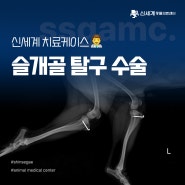 김해 강아지 슬개골 탈구 수술 잘하는 동물병원