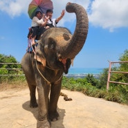 태국 푸켓 신혼여행 첫째날 액티비티체험 코끼리트래킹&ATV 후기