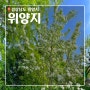 밀양가볼만한곳_ 이팝나무가 있는 위량지(위양지 )