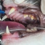 [송파 동물병원] 고양이 치석제거/스케일링으로 치주염과 입냄새 예방하기