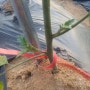[남양주/다산] 주말농장#18 토마토 방울토마토 많이 수확하려면 곁순제거 해야할까?