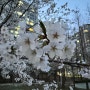 봄 다지나서 벚꽃사진