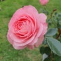 미니에덴 장미 (Mini Eden Rose)