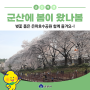 '군산에 봄이 왔나봄' 벚꽃 품은 은파호수공원 함께 즐겨요~!