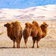 몽골여행 홍고린엘스 고비사막 낙타풍경