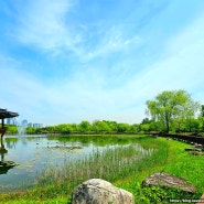 대전 가볼만한곳 한밭수목원 피크닉 나들이 장소로 추천