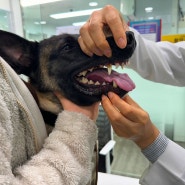 부천 동물병원 : 건강검진 제대로 받기 고강동물병원