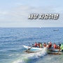 필리핀 세부 자유여행 준비물 필수코스 고래상어 투어 예약 후기