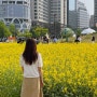 열린송현녹지광장 | 서울에서 🍳 샤스타데이지 🌼 유채꽃 한번에 볼 수 있는 곳