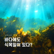 바다에도 식목일이?